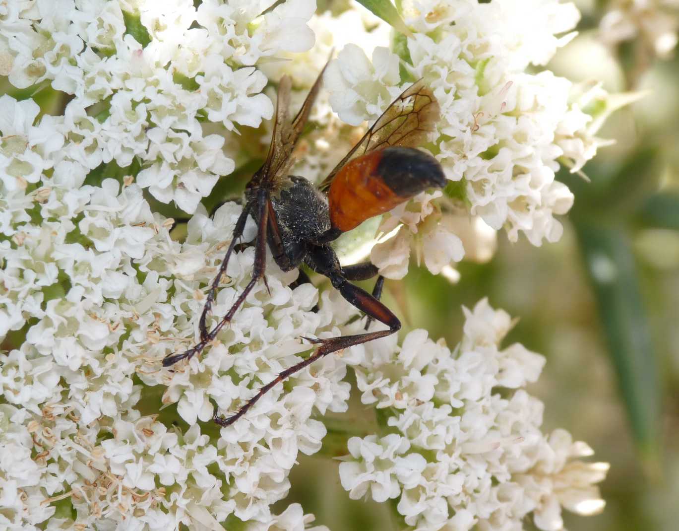 Sphecidae 